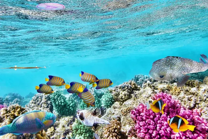 Great Barrier Reef